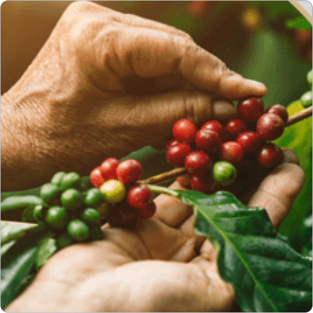 Abastecimento de café